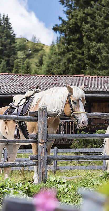 Reiturlaub Südtirol